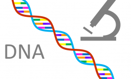 Non Coding DNA And Why IT Exists Within The Human Body